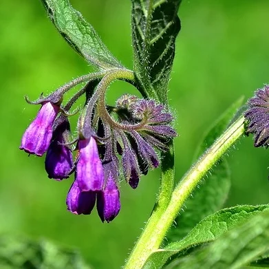Beinwell mit violetten Glockenblüten