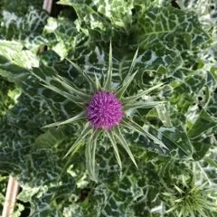 Mariendistel mit violetter Blüte